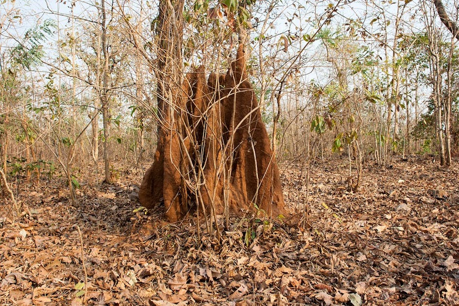 Aravalli West Thorn Scrub Forests One Earth